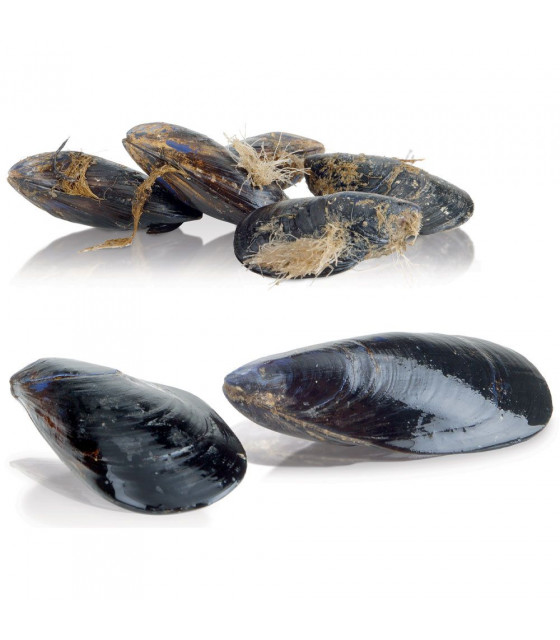 LAVE MOULES 18 KG SUR PIED PRODUCTION 250KG/H DIAMOND dans LAVE MOULES